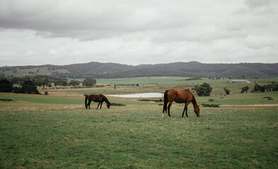 Horses in wilderness of victoria