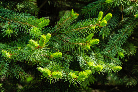 Young bright green soft needles on branch blue Christmas tree on blurred background of branches of evergreen. Selective focus. Close-up in natural sunlight. Festive mood. Nature concept for design.