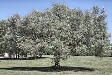 Fototapeta premium Olive tree