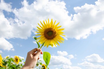 Man holding a sunflower in his hand on a background of blue sky. Sunflowers blue sky background.