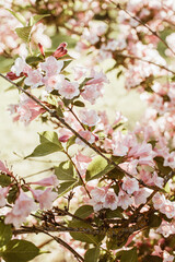 Blooming cherry / apple tree flowers. Natural summer floral composition