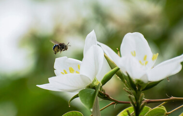 A small bee flying over left side of white flower