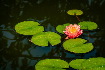 Large bright pink water lily or lotus flower Perry Orange sunset in landscape pond. Close-up. Nymphaea is reflected in water. Atmosphere of calm relaxation, happiness and love.