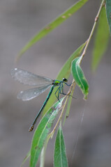 Beautiful damselfly Calopteryx splendens (female)  sits on a blade of grass in the river, flaps its wings and waits for prey