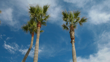 Obraz premium palm tree against blue sky in Venice Beach