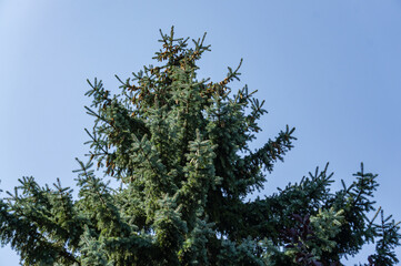 Branches with cones on top of blue Christmas tree on background of blue sky. Close-up. Hanging branches with short blue needles. Nature concept for design in evergreen landscape garden.