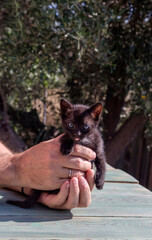 Cats. The one black kitten close-up.