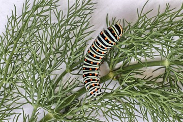 Caterpillar of the swallowtail butterfly (Papilio machaon)
