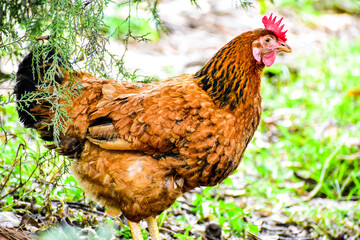 A side view of a hen with sharp eyes open and crown at the top .A closeup view of chicken in a garden