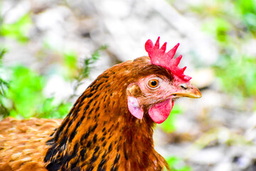 A side view of a hen with sharp eyes open and crown at the top .A closeup view of chicken in a garden