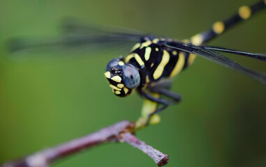 close up of a dragonfly