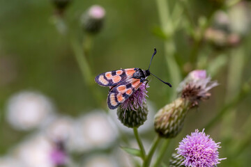 The butterfly (Zygaena sogdiana) close-up
