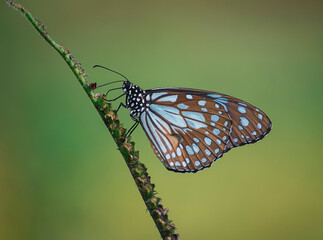 Macro shot of a colourful butterfly.