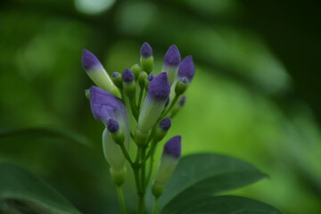 purple flower in the garden