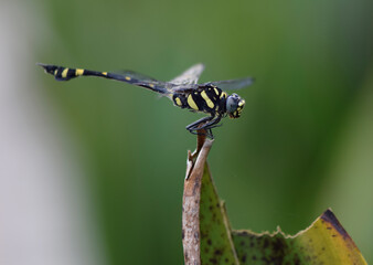 Close up of a Dragon fly