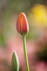 a Tulip flower bud