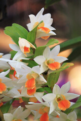 white whit orange in middle orchid flower
