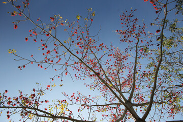 Ton Ngiao a kind of tree in northern thailand,  
using pollen for cook Nam ngiao Rice Noodle