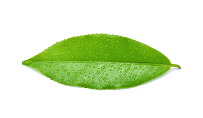Naklejka na ściany i meble leaves Fresh green tea with drops of water isolated on white background.