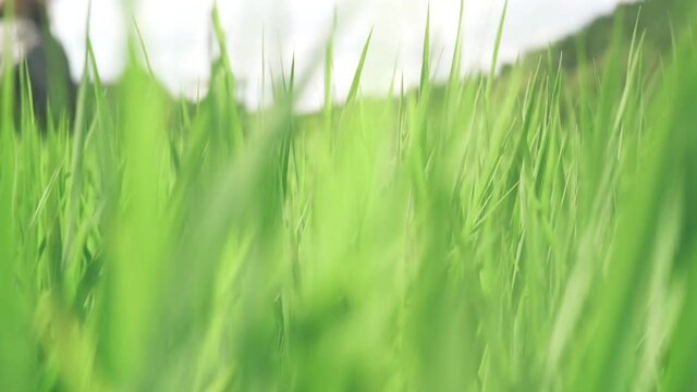 Flying Through The Green Rice Field At The Club Harie J'oublie le temps In Shiga, Japan.  - panning
