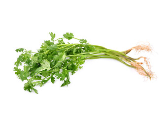 Coriander isolated on white background