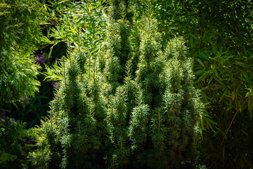 Beautiful yew Taxus baccata Fastigiata Aurea against graceful bamboo foliage of Phyllostachys aureosulcata in garden. Close-up. Evergreen landscaped garden. Nature of North Caucasus for design.