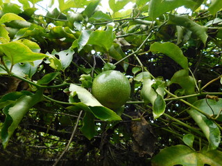 Green Passion Fruit with Green leaves
