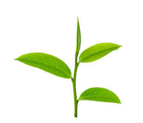 leaves Fresh green tea with drops of water isolated on white background.