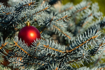 Red ball Christmas tree toy hangs under branch of Christmas tree Picea pungens Hoopsii. Winter fairy tale in landscaped garden. Blurred background Selective focus. There is place for your text.