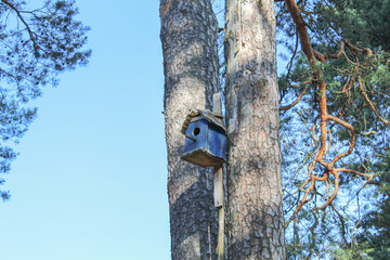Birdhouse on a tree in the forest. Bird house on a sunny day. Animal care