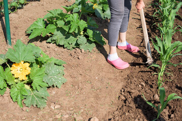 A young woman digs up the vegetables in a vegetable garden - corn and zucchini