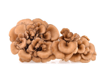 maitake mushrooms isolated on white background