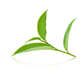 Green tea leaf isolated on white background