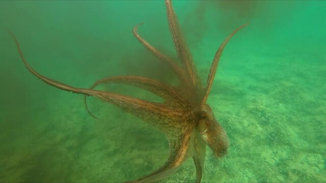 Big wild octopus swimming underwater release a cloud of black ink and escape from diver