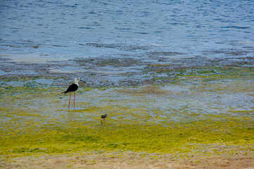 Bird class of Charadriiformes Recurvirostridae species, black widow type