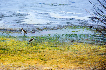 Bird class of Charadriiformes Recurvirostridae species, black widow type