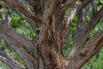 Dry cedar tree in the Dixie National Forrest, USA