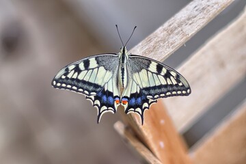 Close up of a swallowtail (Papilio machaon), Papilionidae
