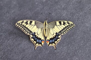 Fototapeta na wymiar Close up of a swallowtail (Papilio machaon), Papilionidae