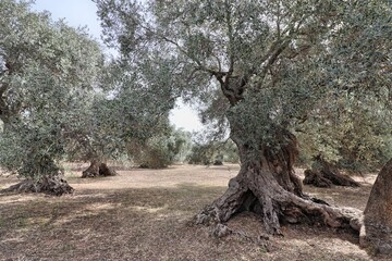 Fototapeta na wymiar Secular olive grove in Sardinia, Italy (S'Ortu Mannu in Villamassargia)