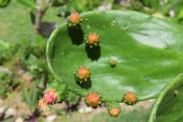 Cactus en fleur à Cuba