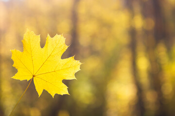 Naklejka na ściany i meble Yellow maple leaf on a blurred background, copyspace