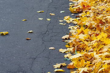 Autumn yellow fallen maple leaves on asphalt. Gray background for text.  Copy space.