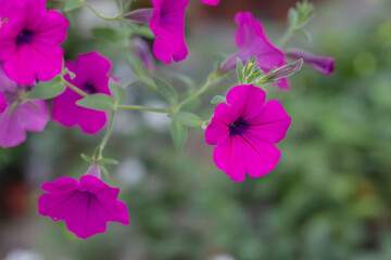 Spring outdoor dense colored morning glory，Pharbitis nil (L.) Choisy