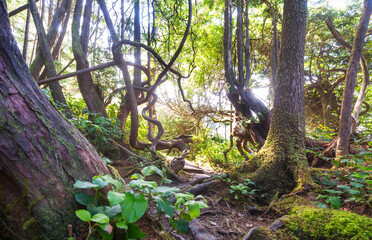 Vancouver forest