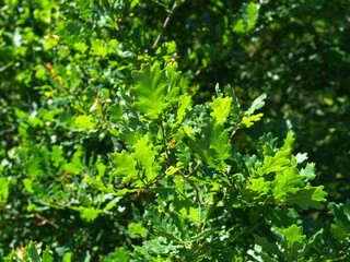 Fototapeta premium Photography of lush green foliage in sunny summer day in French Nouvelle-Aquitaine. Natural bright fresh pattern of trees leaves at hot time. Ecological route for a healthy lifestyle.