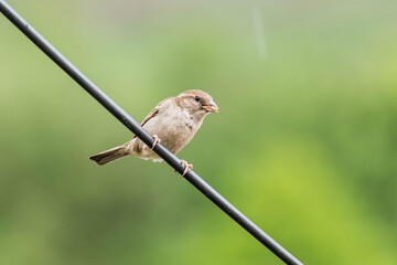 Un gorrión con comida