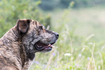 Retrato de un perro mastín 