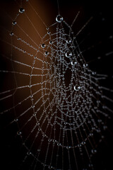spider web with morning dew drops
