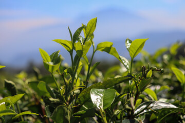 Fototapeta premium tea garden with a blurred mountain background